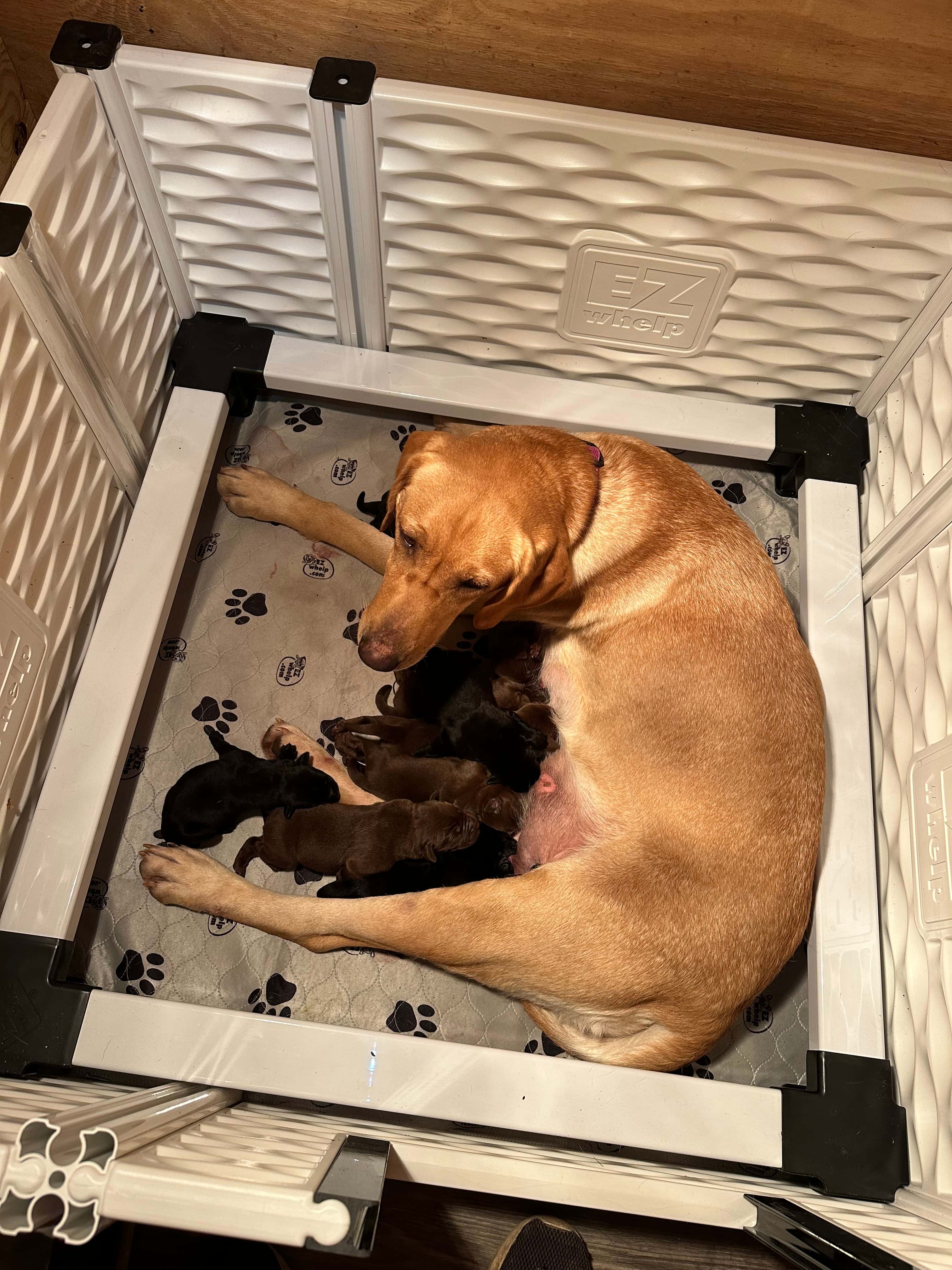 Bronco + Luna 2023 - Luna with her puppies